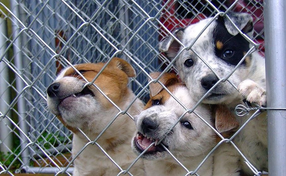 comercio ilegal de mascotas: