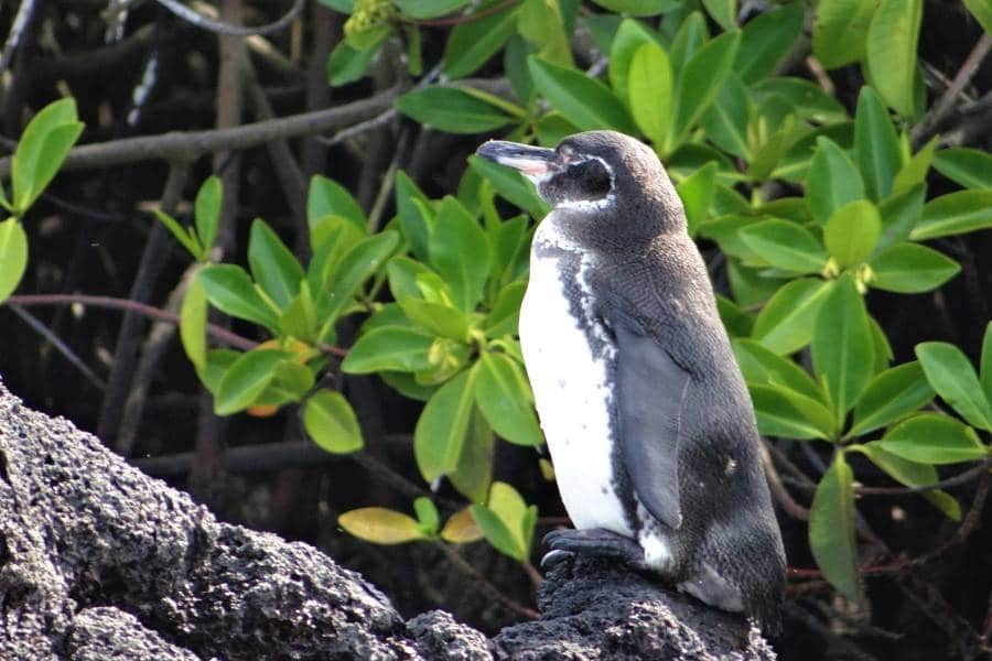 pingüino de Galápagos