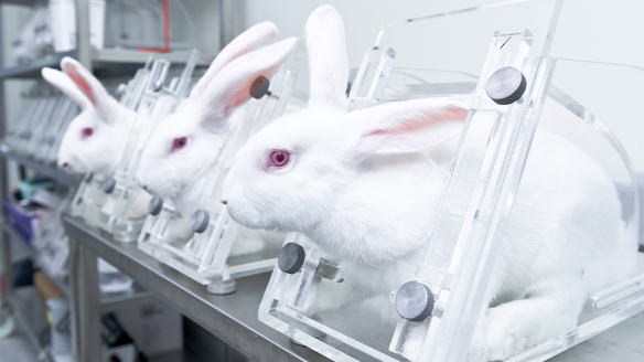 productos que hayan sido sometidos a pruebas en animales