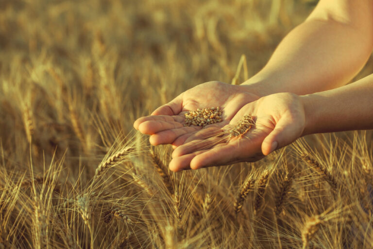 proyecto AgriAdapt de Global Nature