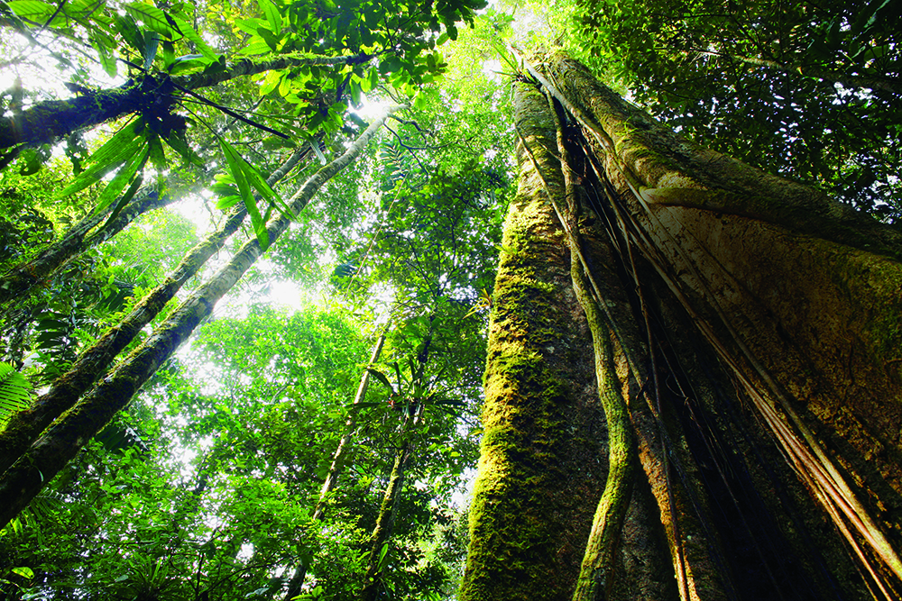 restauración forestal