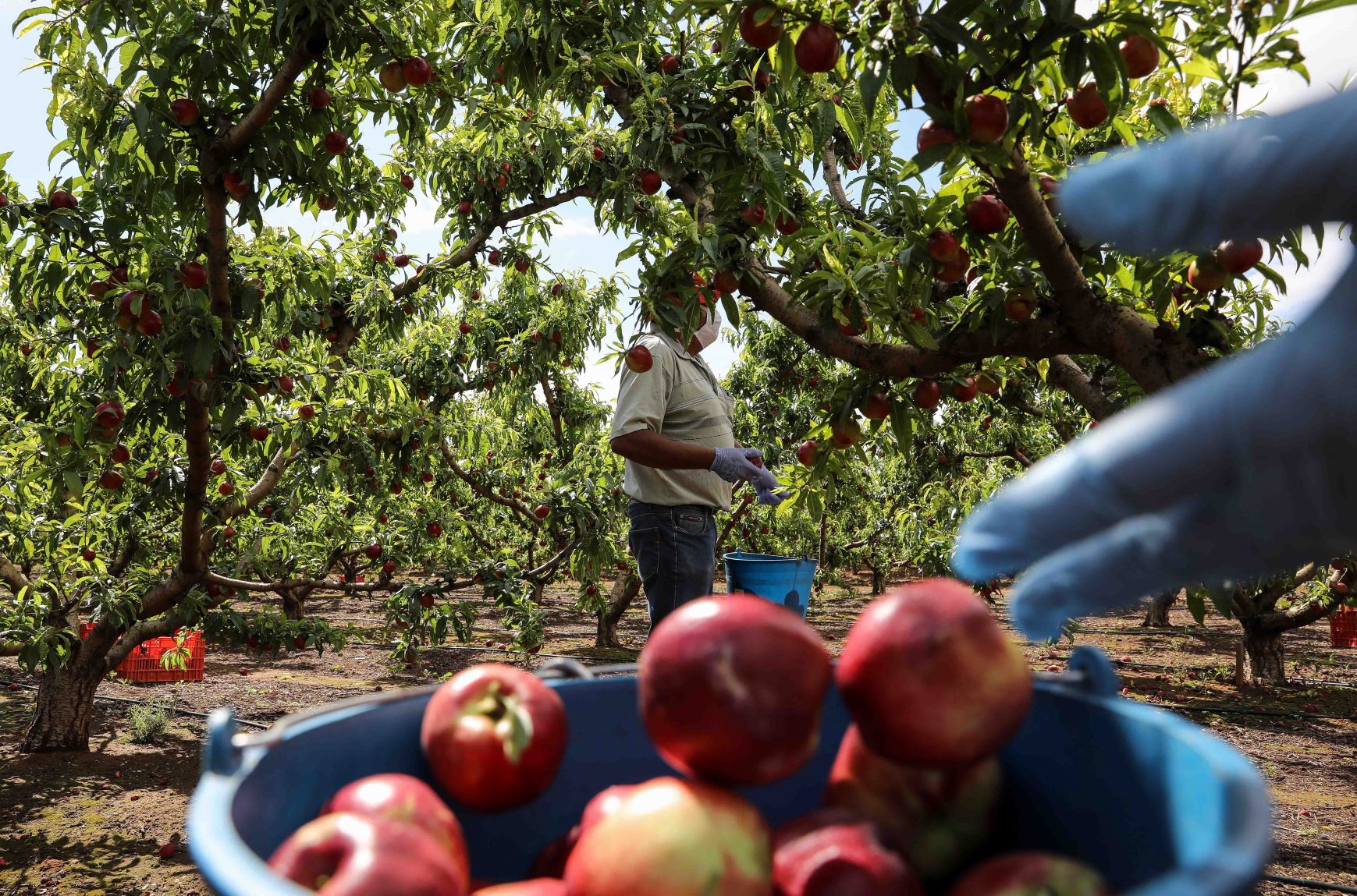 sector ecológico español