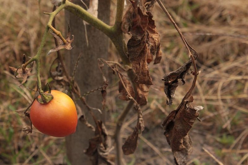 tomates inteligentes sequía