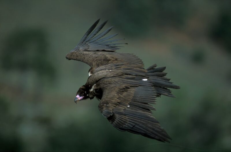 Buitre negro español estudio