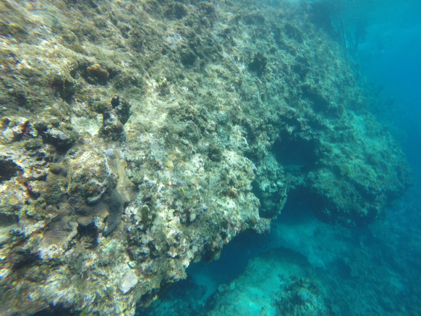 microorganismos tóxicos Colombia