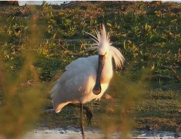 Catástrofe en Doñana sequía