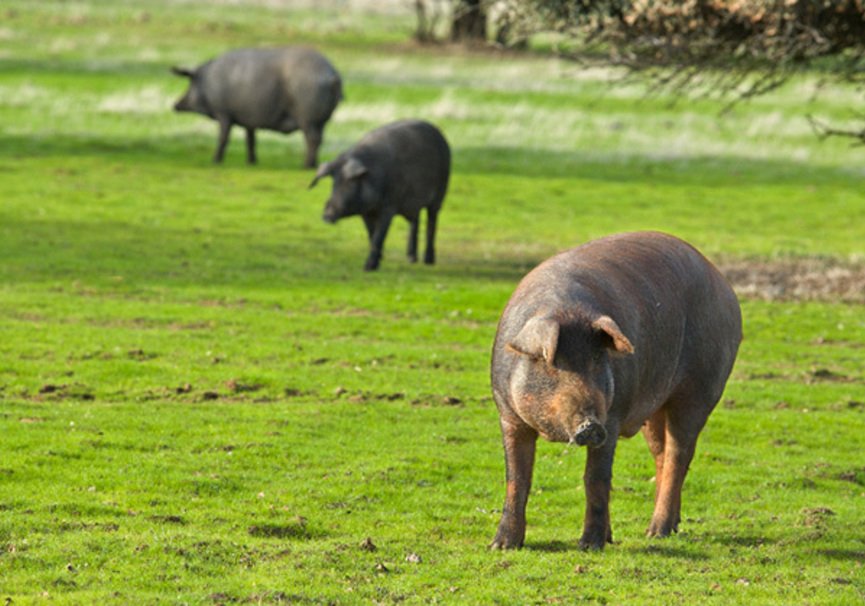 Junta de Andalucía DOP Jabugo