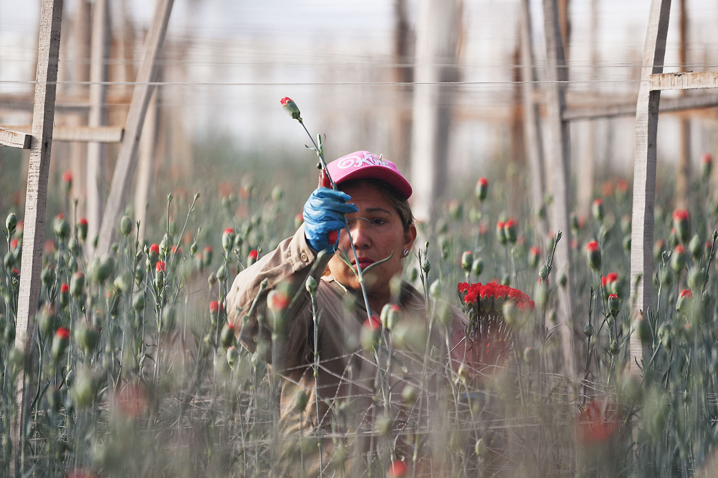 IA predice las heladas en cultivos de flores