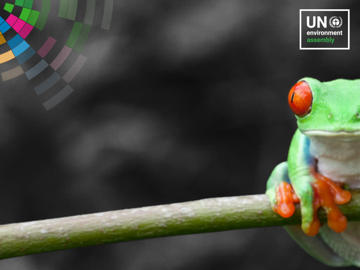 UNEA-6 medio ambiente ONU