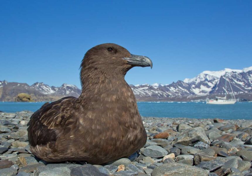 Antartida gripe aviar