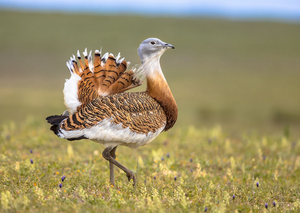 Cop14 especies migratorias