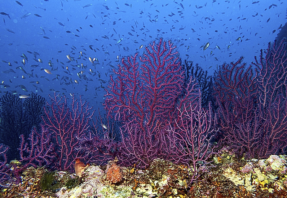 Corales gorgonias Mediterráneo