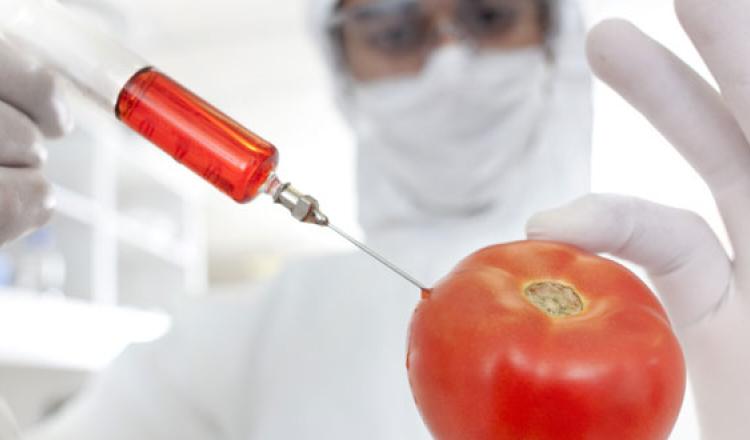 Organismos modificados genéticamente (OGM) SUMAR