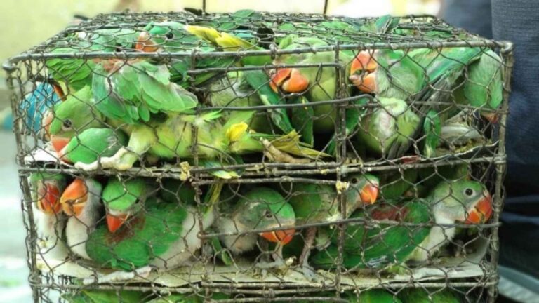 Pájaros redes sociales