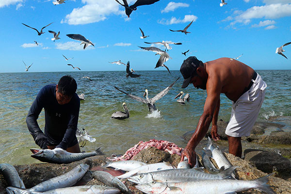 Pesca México cambio climático