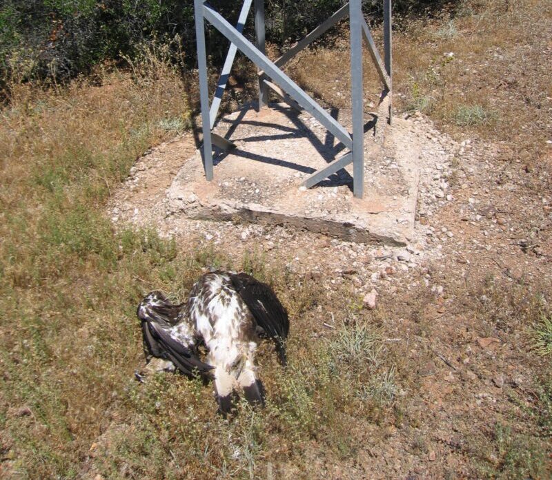 tendidos eléctricos y aves MITECO