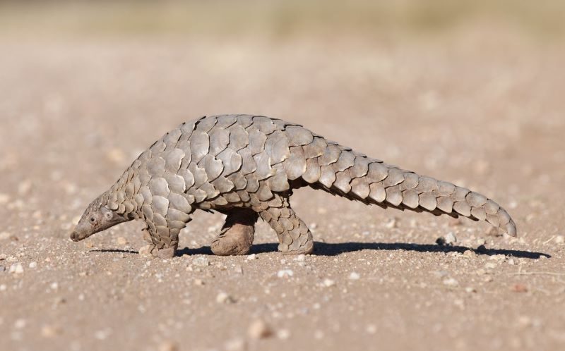 Día Mundial del Pangolín 2024