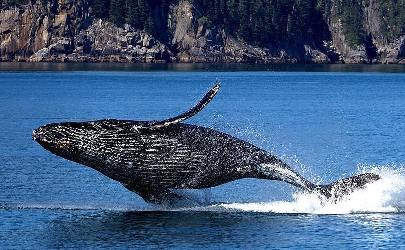 Día Mundial de las Ballenas 2024