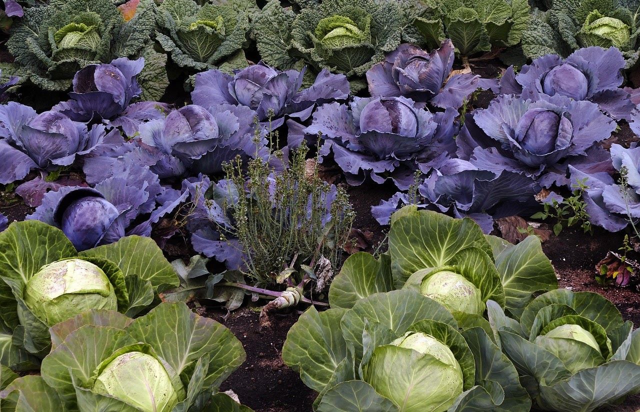 5 crucíferas ecológicas imprescindibles