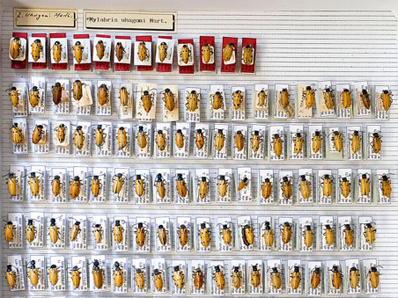 colecciones de historia natural