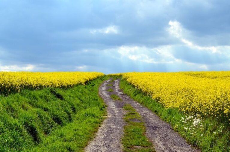 IV Día de las Vías Pecuarias y los Caminos Públicos medio ambiente