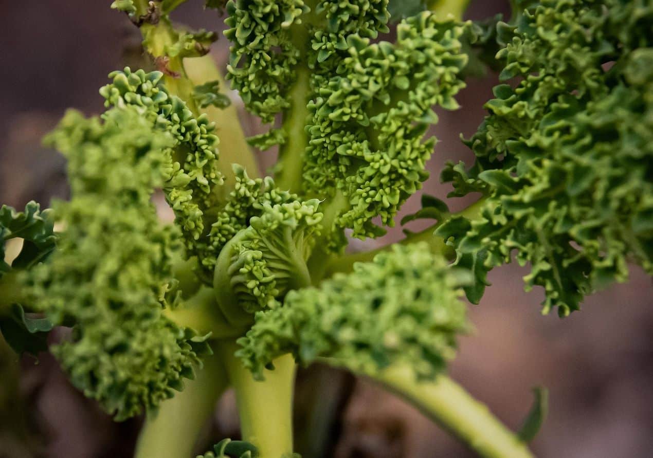 Kale: beneficios y consejos útiles de la col rizada