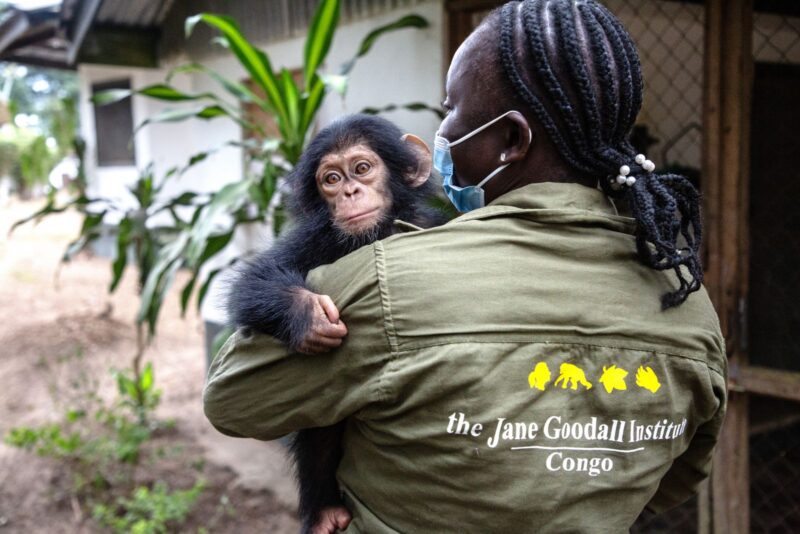 Instituto Jane Goodall Kevin