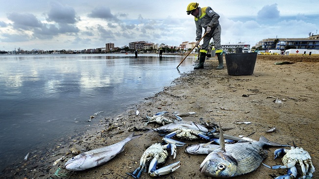 Mar Menor recuperación
