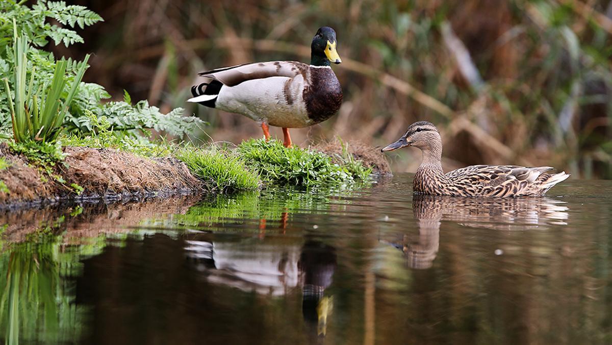Refugio de Biodiversidad del río Besós Conecta Congost Natura 2025