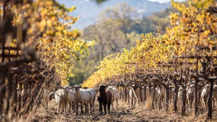 Agricultura viticultura regenerativa