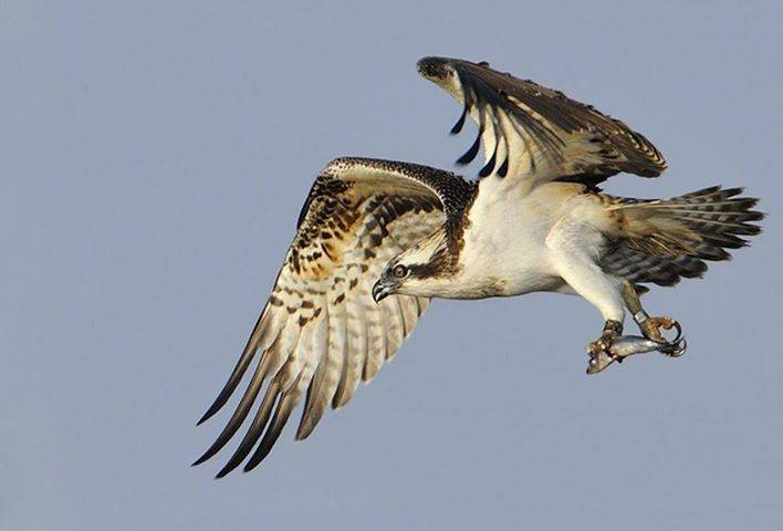 Águilas pescadoras península ibérica