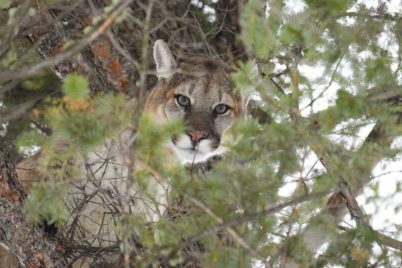 Día Mundial de la Vida silvestre 2024