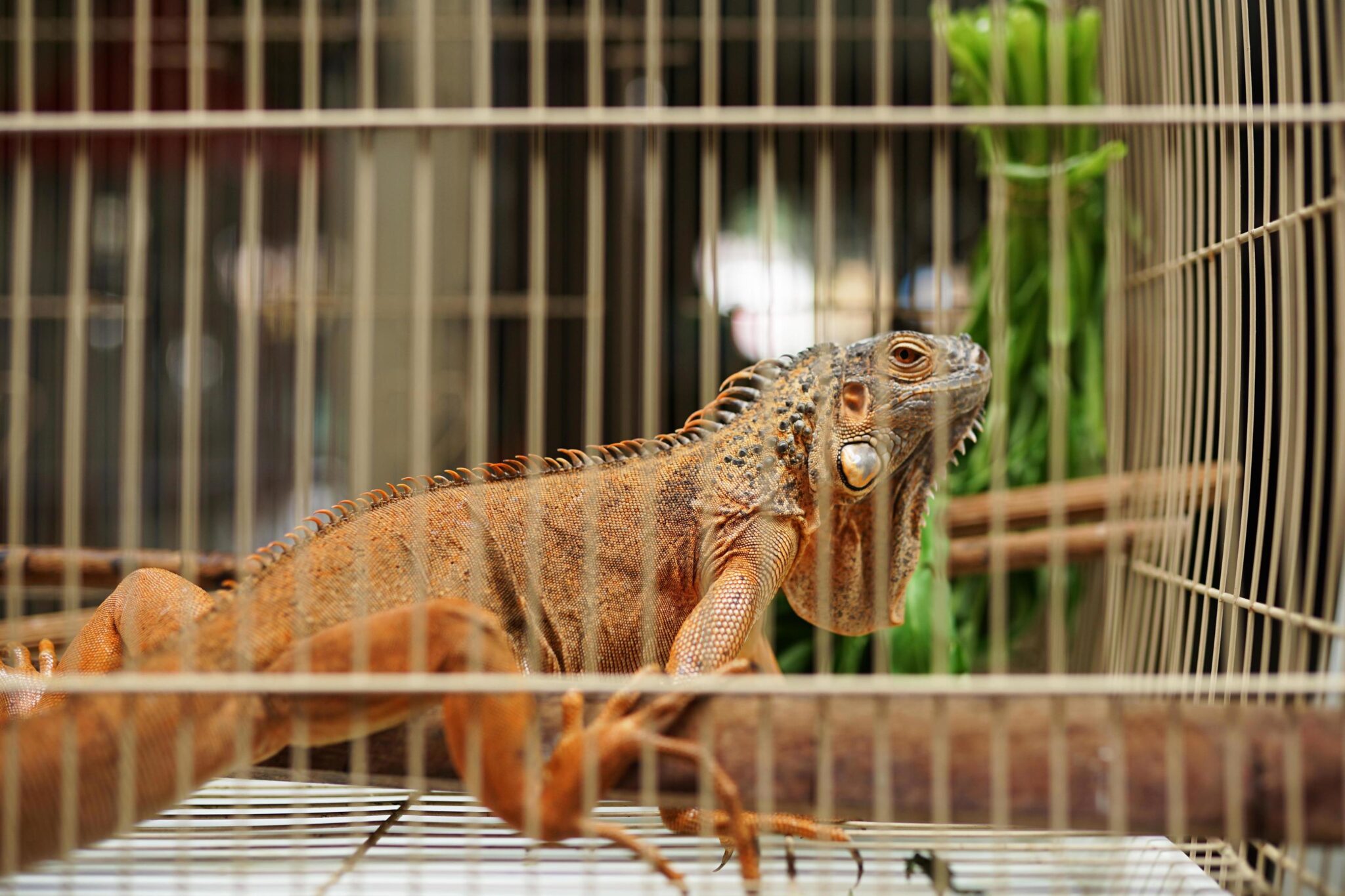 Animales exóticos compañía