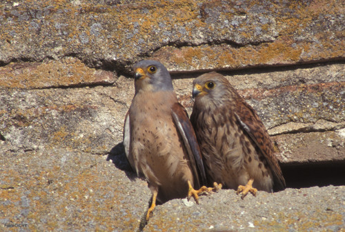 Aves hembras machos dieta