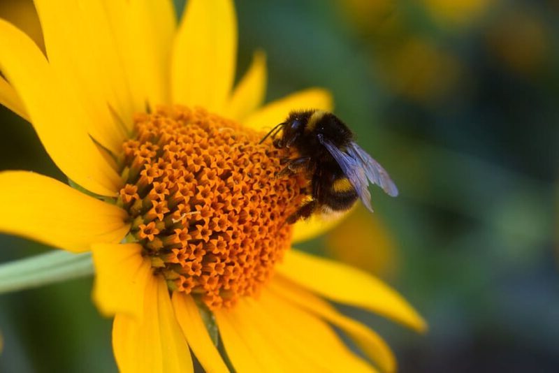 día mundial de los polinizadores 2024