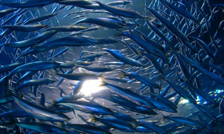 Cambio climático biodiversidad marina