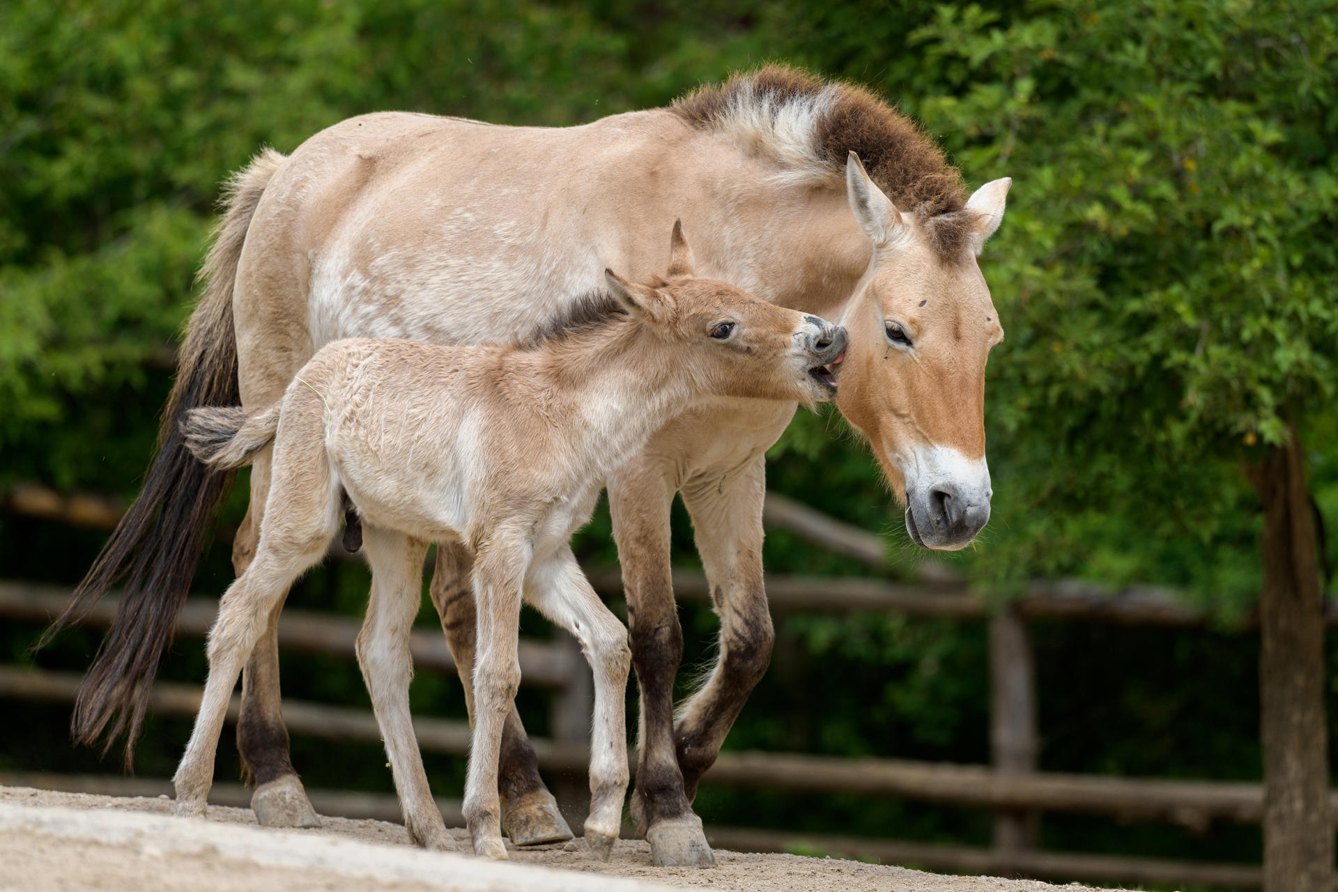 caballos salvajes de Przewalski Kazajstán