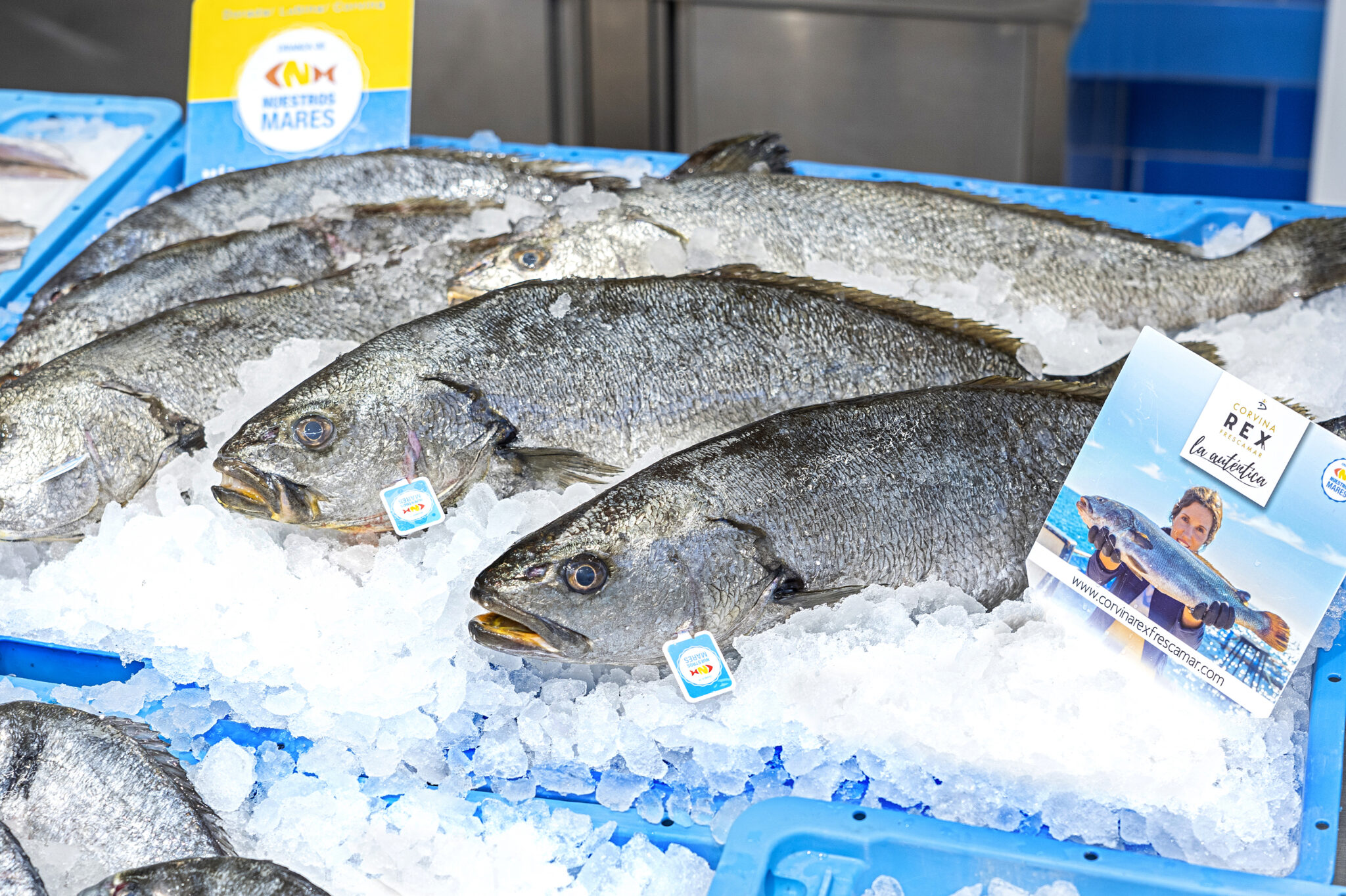 Corvina Microplásticos Colombia