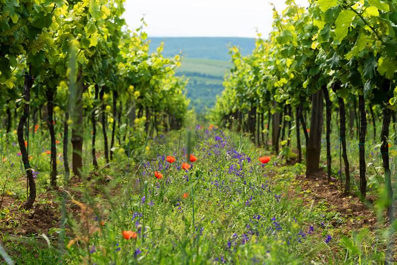 Cubierta vegetal natural biodiversidad