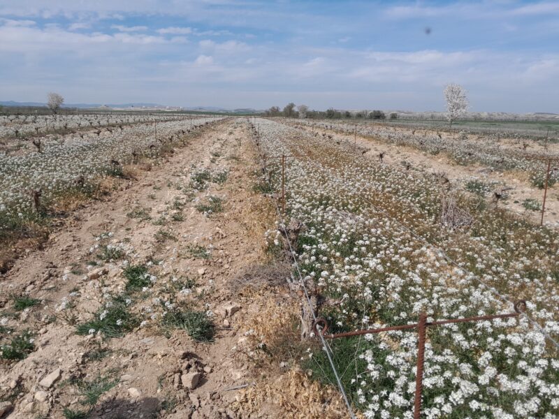 Secanos Vivos proyectos