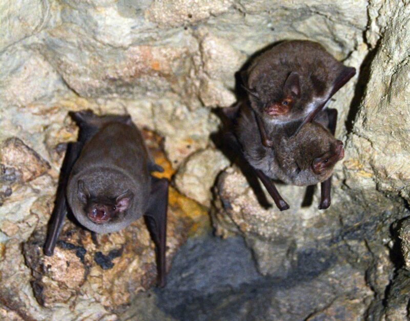 ANSE geoparque de granada