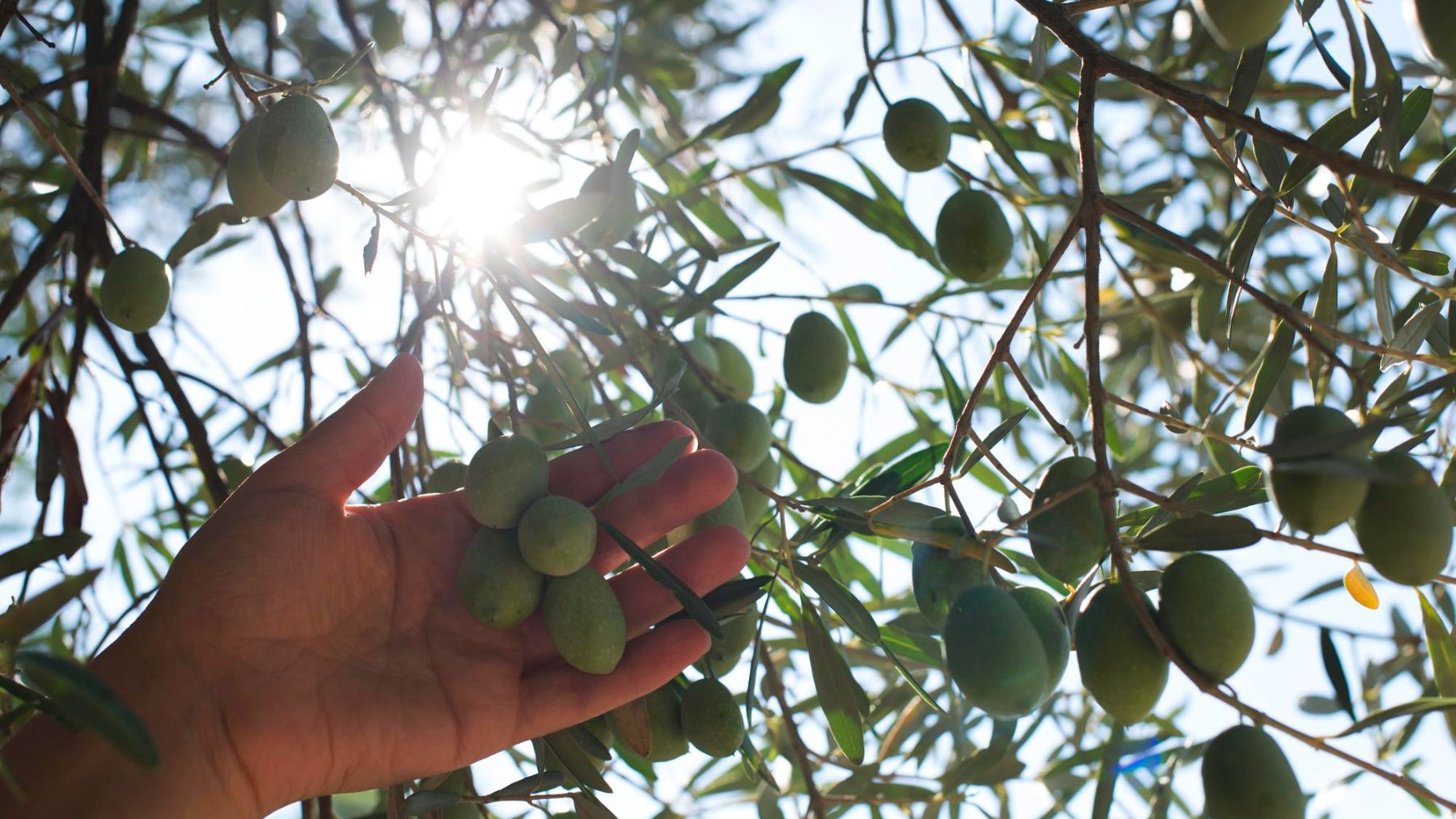 Frutas solares agricultura