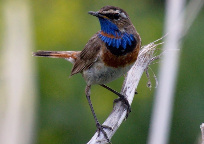 Mapas de SEO/BirdLife