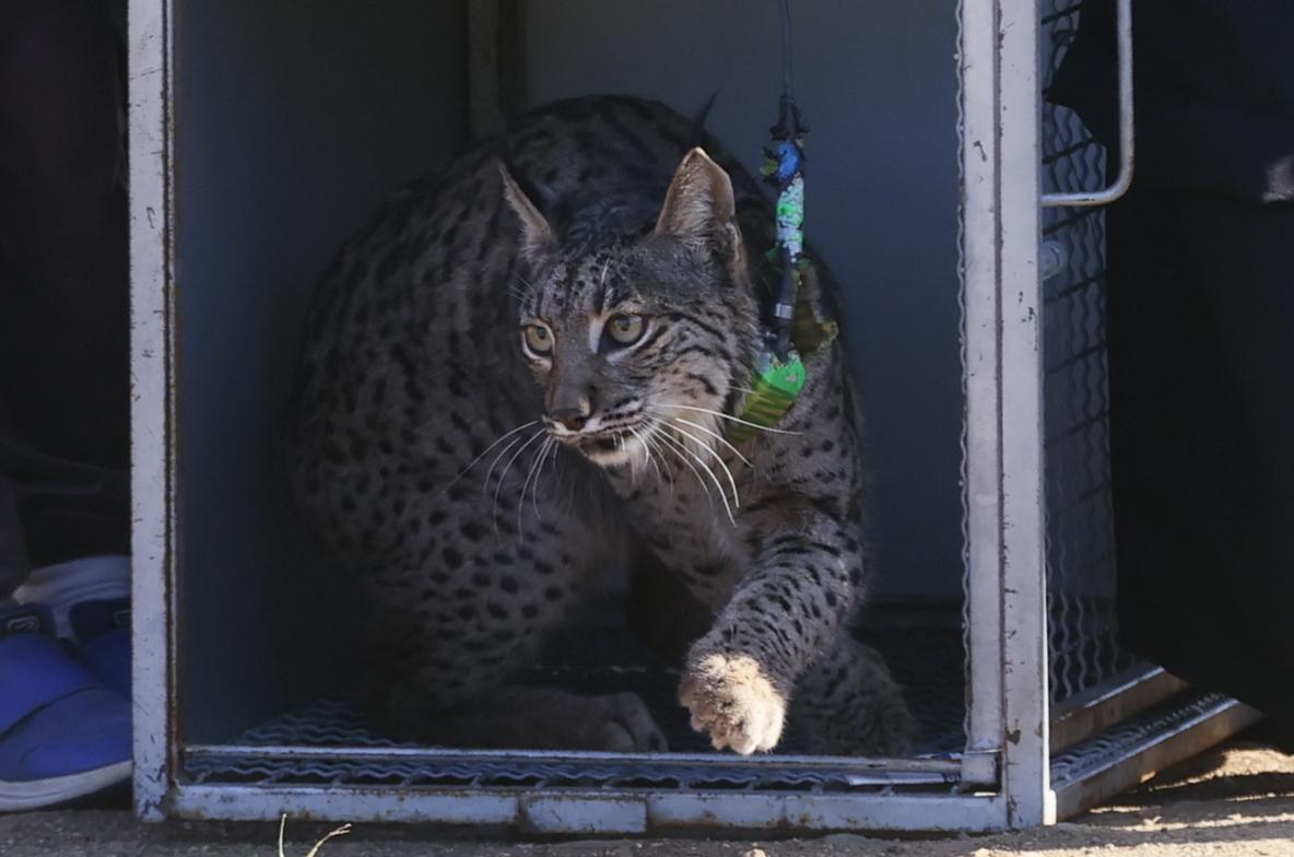 linces ibéricos liberan