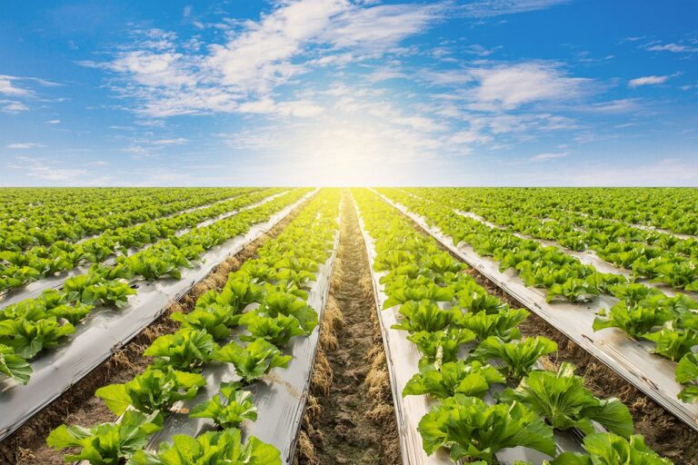 microplásticos pesticidas biodiversidad