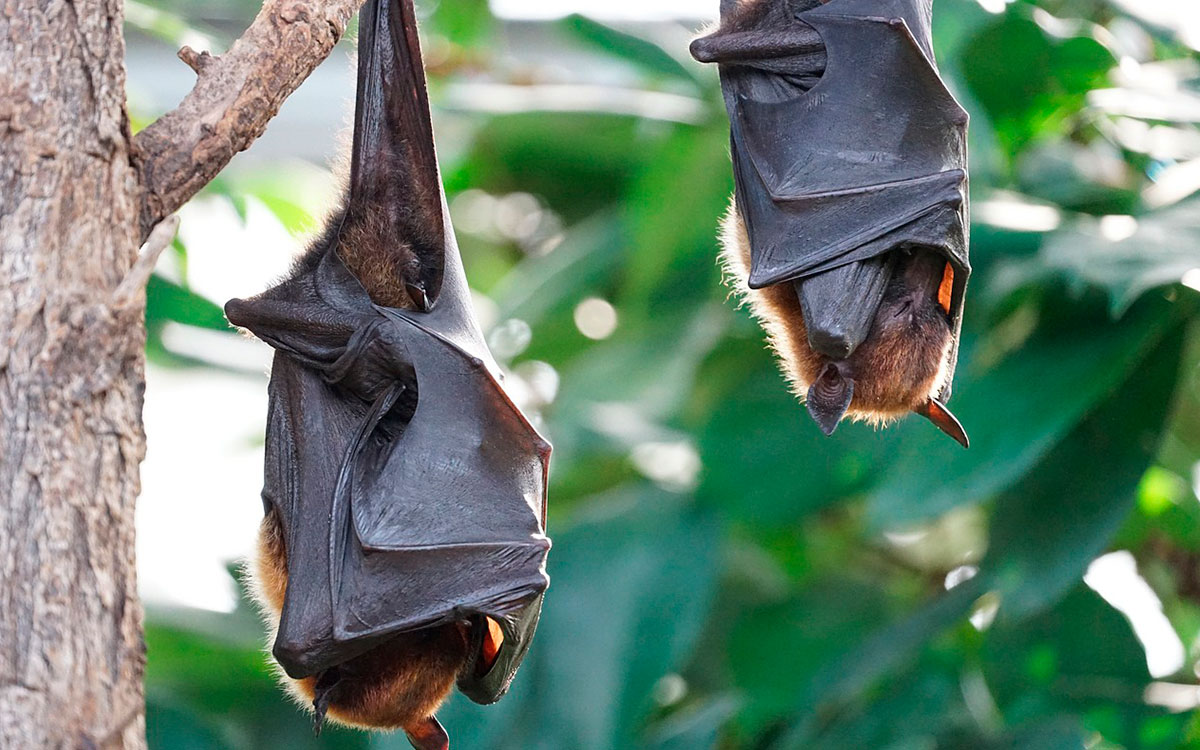 Murciélagos hibernación