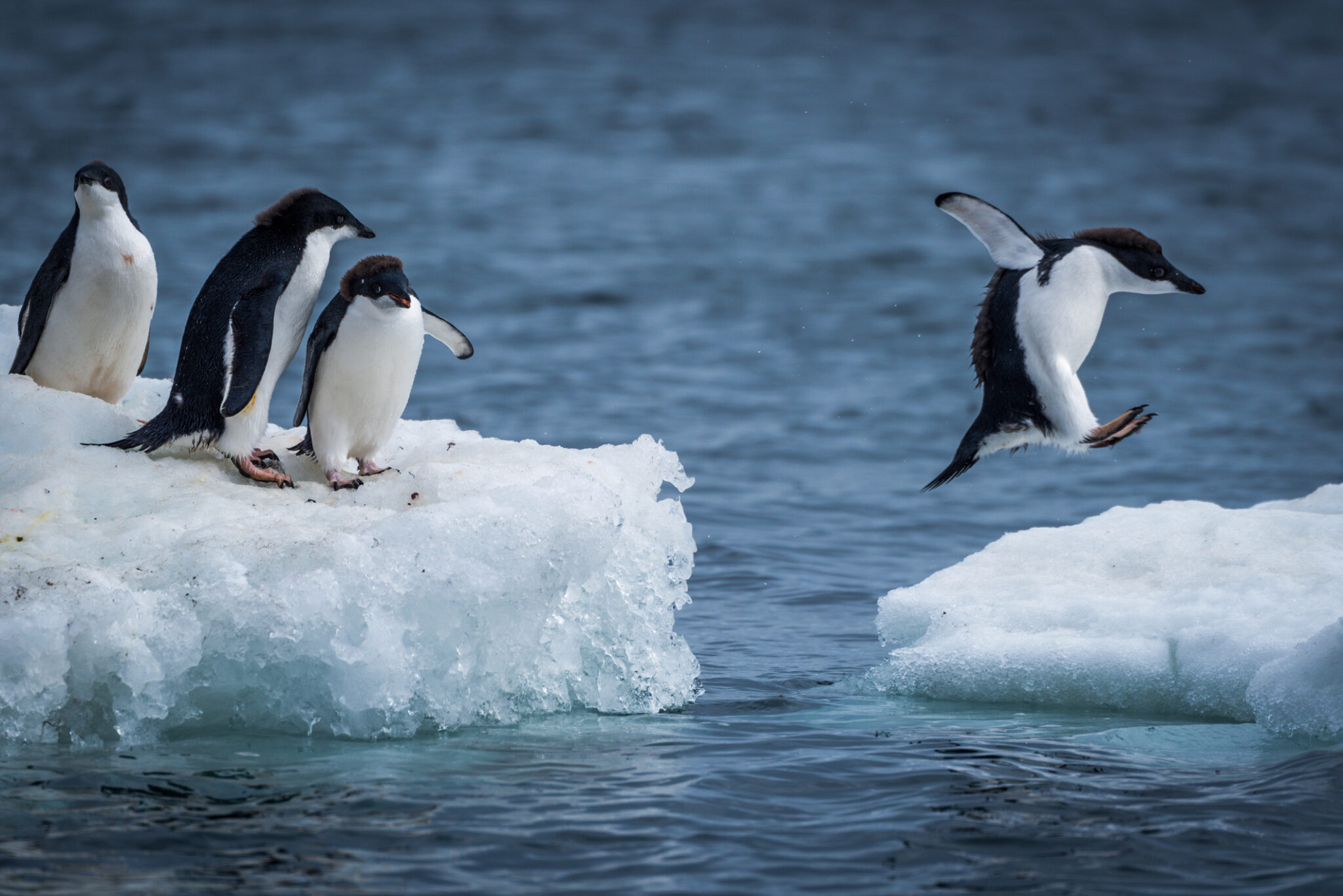 Pingüinos antárticos cambio climático