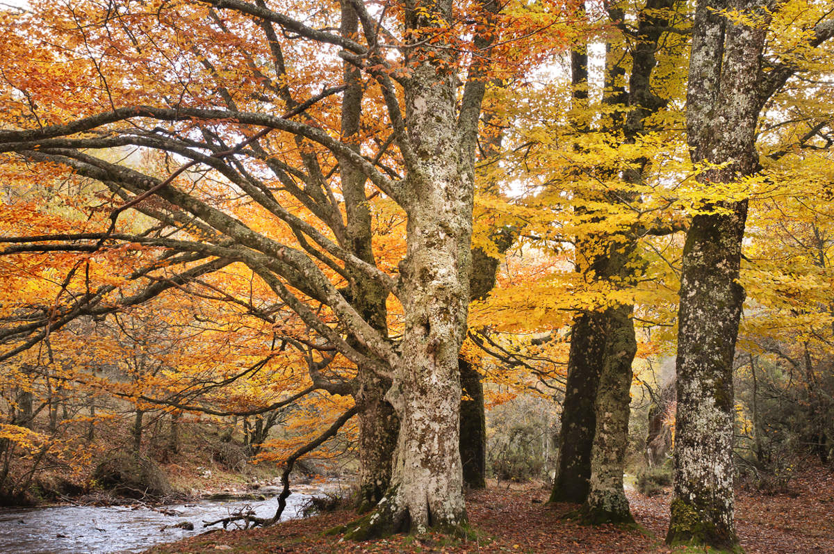 Proyecto LIFE Haya Cambio Climático