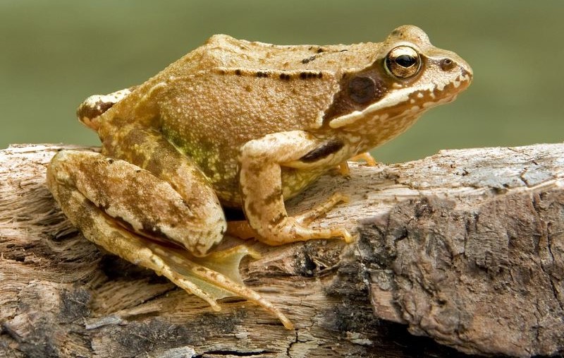 Día Mundial de la Rana 2024