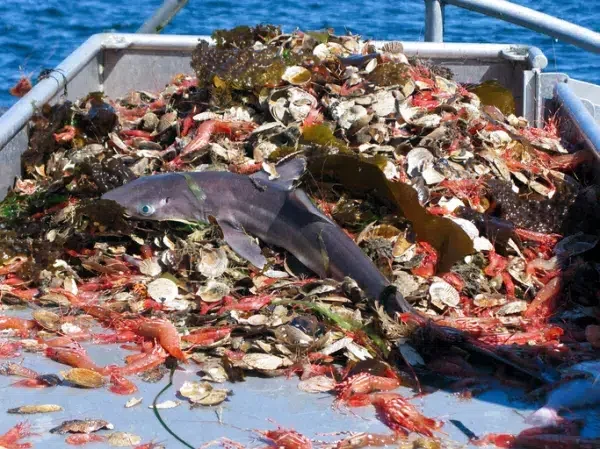 sobrepesca subsidiada